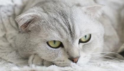 KOK体育官方网站-费德勒迎来重夺总决赛良机？挑战者却已是史上最强